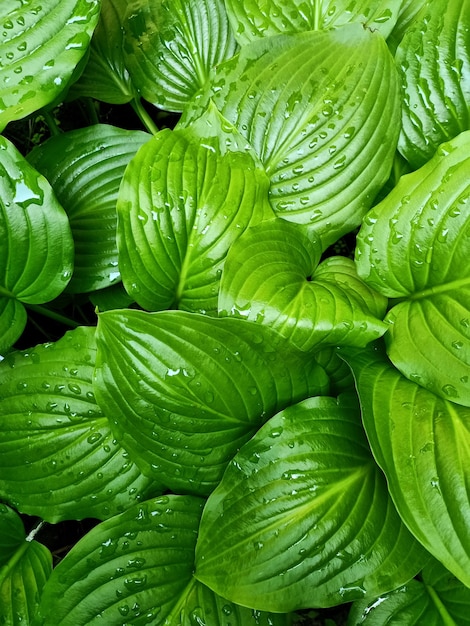 Hermoso hosta hojas verdes de fondo Hojas verdes de los anfitriones después de la lluvia