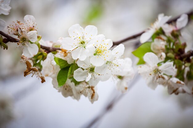 Hermoso huerto de manzanos en flor en el jardín de primavera