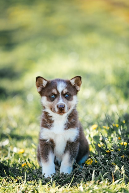 Un hermoso husky marrón está sentado en la hierba.