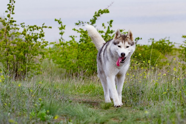 Hermoso Husky Siberiano caminando sobre la hierba