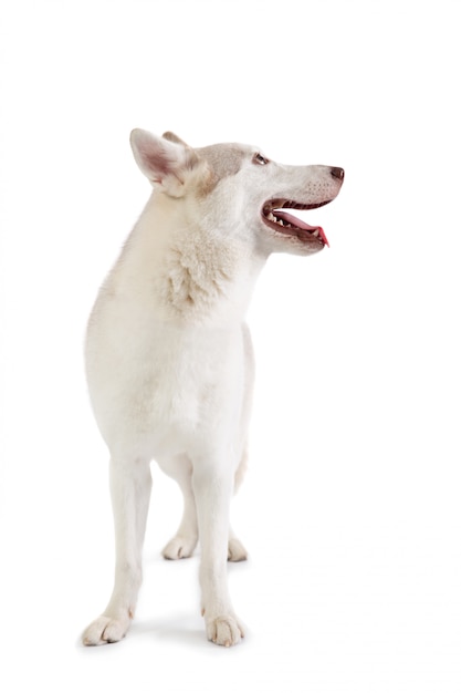 Hermoso husky siberiano con la lengua fuera