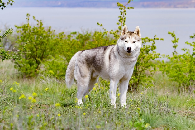 Hermoso husky siberiano de pie sobre la hierba