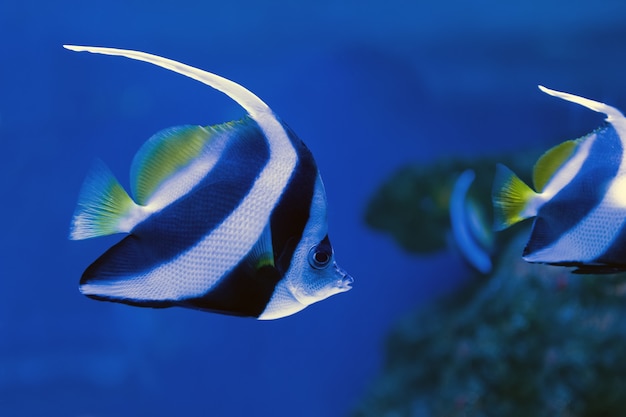 Hermoso ídolo morisco nadando en el acuario