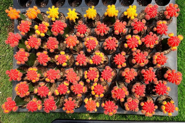 Hermoso injerto de plantas de cactus de cultivares de Gymnocalycium en una maceta