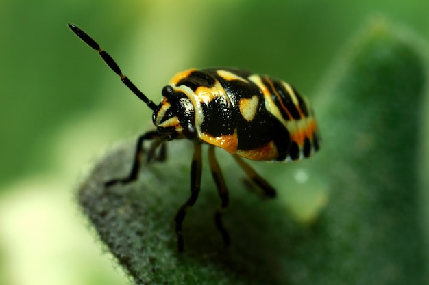 Hermoso insecto en una jugosa hoja verde