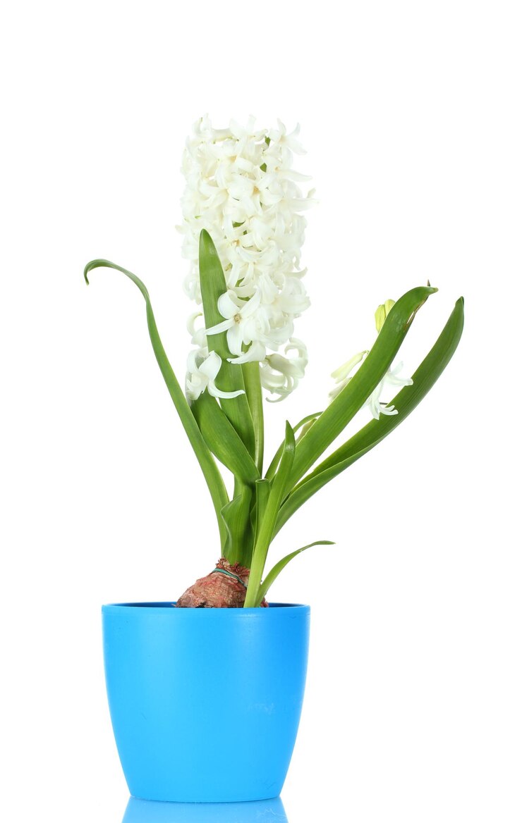 Foto hermoso jacinto blanco en florero azul aislado en blanco