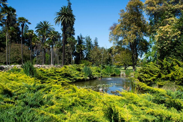 hermoso jardín botánico con estanque de peces y plantas acuáticas y fuente en un día soleado