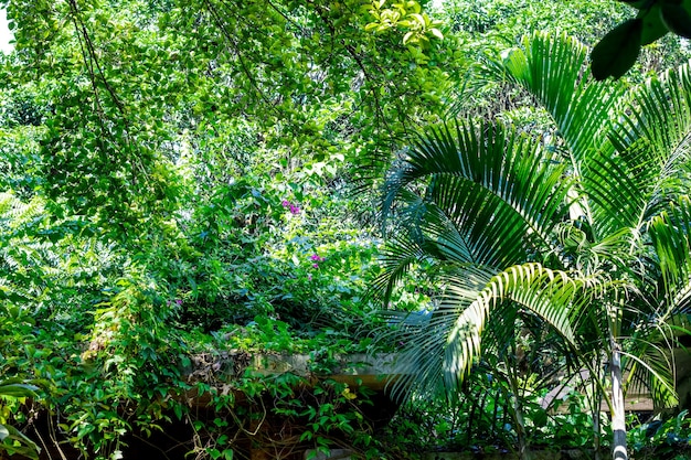 Hermoso jardín botánico verde de verano con luz solar brillante