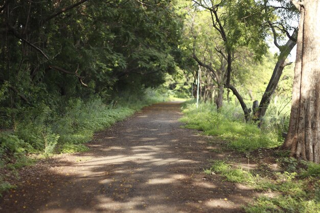 hermoso jardín y camino y verde