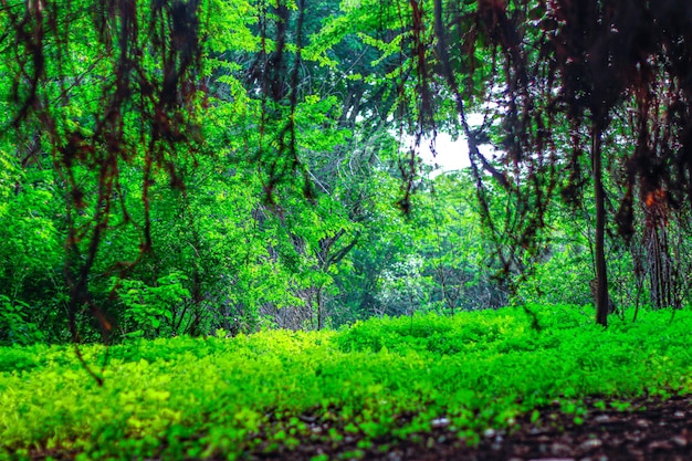 hermoso jardín y camino y verde