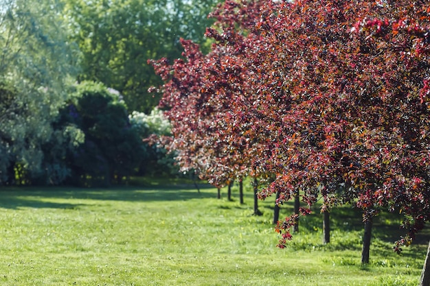 Un hermoso jardín de cerezos en flor roja junto a un césped verde bajo la luz del sol