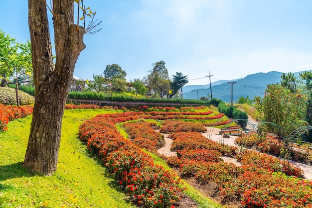 Hermoso jardín en la estación agrícola real - Doi Inthanon en Chiang Mai, Tailandia