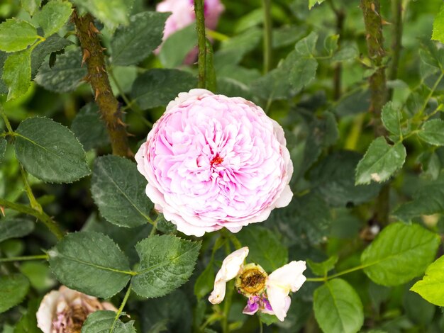 Hermoso jardín exuberante rosa fragante rosal hermoso fondo jardín flor