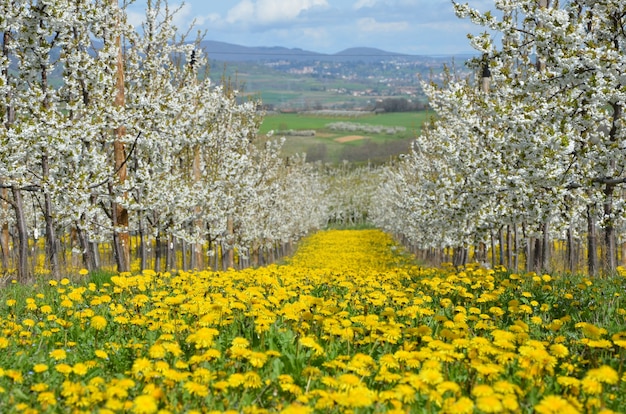 Hermoso jardín de flores de cerezo en Francia