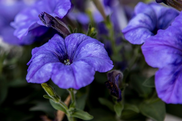 Hermoso jardín de flores de petunia de cerca