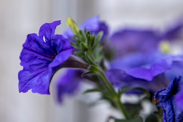 Hermoso jardín de flores de petunia de cerca