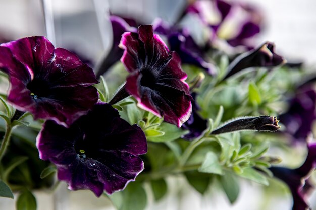 Hermoso jardín de flores de petunia de cerca