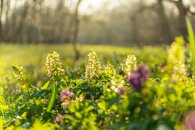 Hermoso jardín de flores de primavera