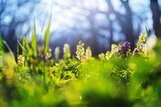 Hermoso jardín de flores de primavera