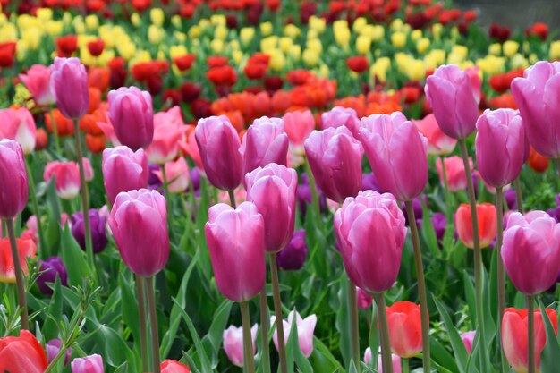 Foto hermoso jardín de flores de tulipán en primavera