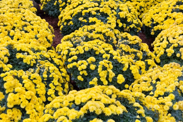 Hermoso jardín de flores