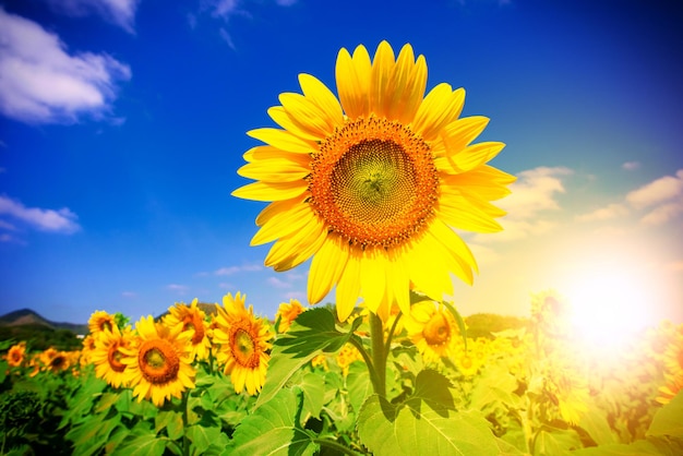 Hermoso jardín de girasoles, campo de girasoles florecientes