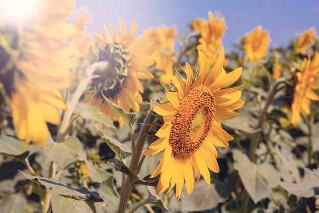 Hermoso jardín de girasoles, campo de girasoles florecientes