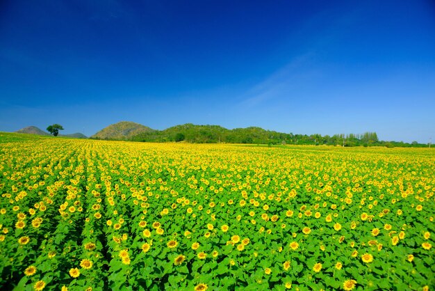 Hermoso jardín de girasoles, campo de girasoles florecientes