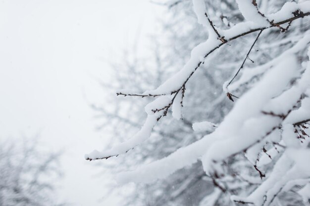 hermoso jardín de invierno con nieve en las ramas de los árboles. Naturaleza de invierno cubierto de nieve fría