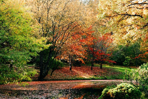 Hermoso jardín japonés otoñal en el jardín botánico en Moscú, Rusia