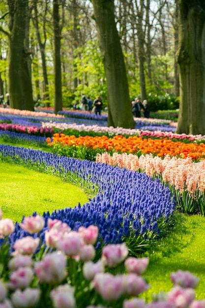 Hermoso jardín de Keukenhof floral en Holanda.