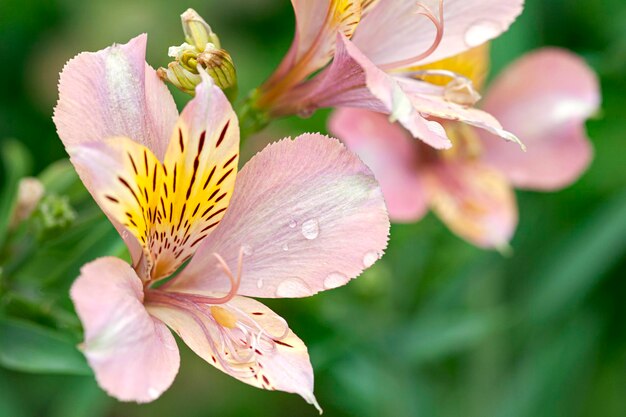 Hermoso jardín lily closeup Fondo floral de verano