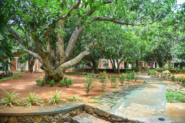 El hermoso jardín natural en el bosque