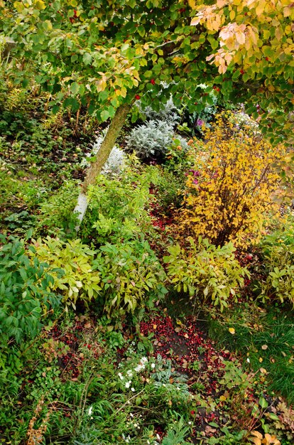 Hermoso jardín de otoño y plantas perennes florecientes Jardín de la casa en el patio trasero Pintoresco macizo de flores de otoño en plena floración otoñal