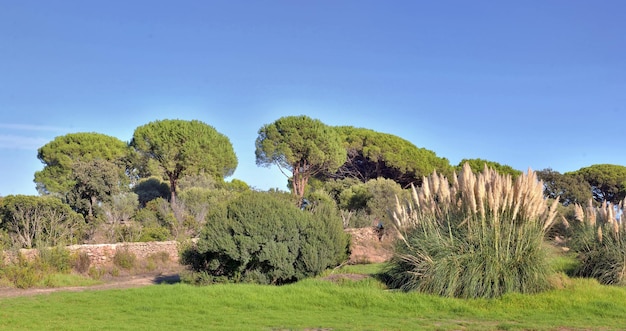 Hermoso jardín paisajístico uediterráneo con grandes abetos de paraguas y hierba de pampa bajo un cielo azul