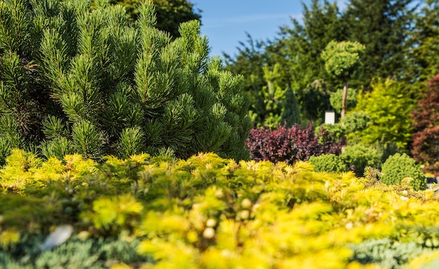 Un hermoso jardín rocoso lleno de pinos