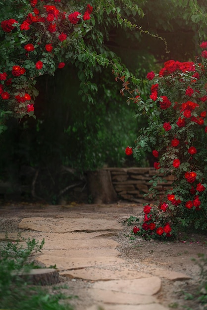 Hermoso jardín con rosales en flor en verano