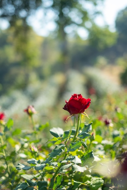 Hermoso jardín de rosas rojas en The Hill