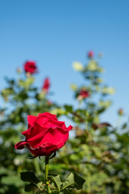 Hermoso jardín de rosas rojas en The Hill