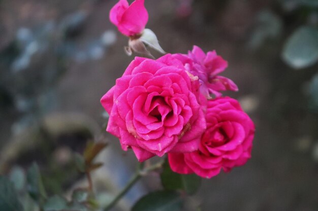 El hermoso jardín de rosas rosadas rojas