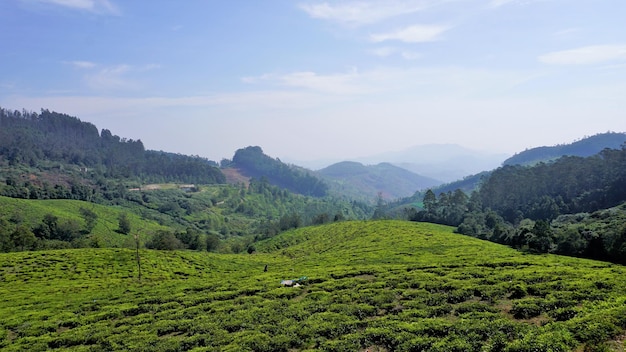 Hermoso jardín de té o fincas de té de Ooty Exuberante vegetación Fotografía de paisaje de Nilgiri