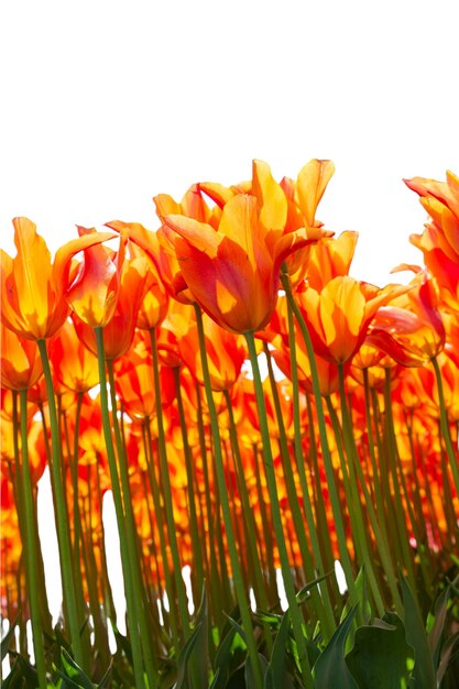 Hermoso jardín de tulipanes de primavera con flores Día de San Valentín Concepto del Día de la Madre Espacio de copia