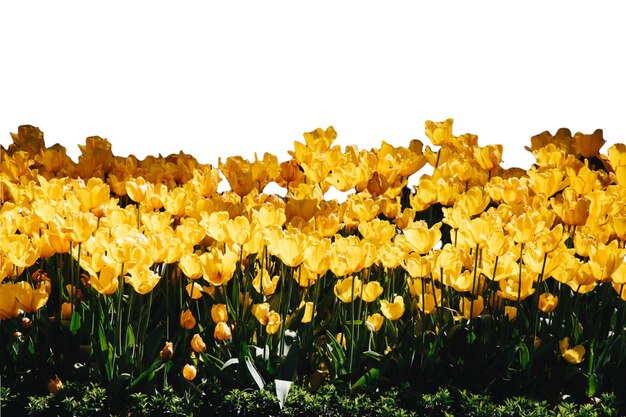 Hermoso jardín de tulipanes de primavera con flores Día de San Valentín Concepto del Día de la Madre Espacio de copia