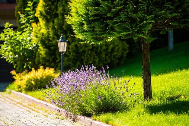 Hermoso jardín con vegetación vibrante.