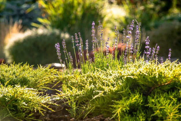 Hermoso jardín con vegetación vibrante.