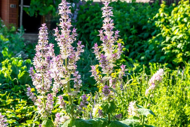 Hermoso jardín con vegetación vibrante.