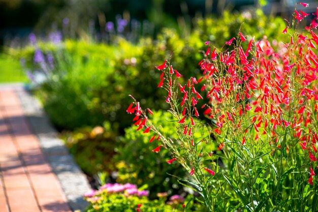 Hermoso jardín con vegetación vibrante.