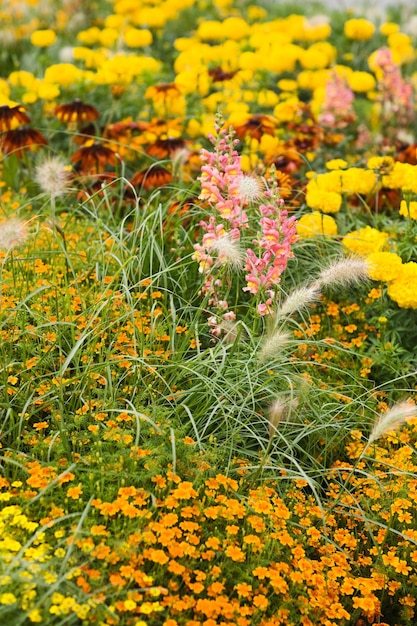 Hermoso jardín de verano en flor