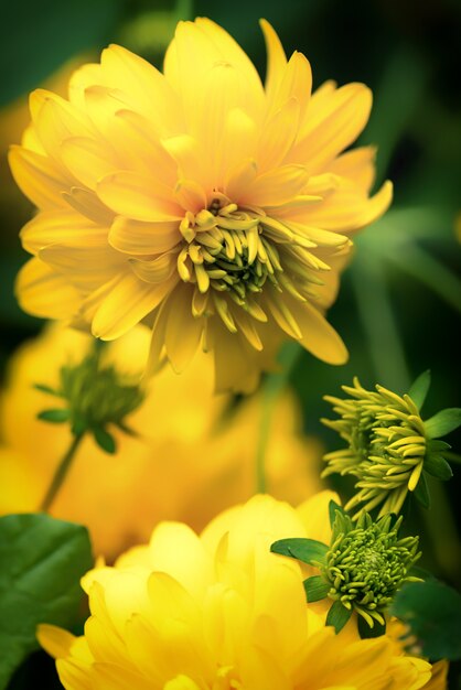 Hermoso jardín de verano flores rudbeckia bolas de oro