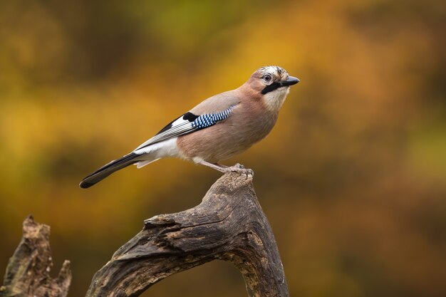 Hermoso jay euroasiático con colorido plumaje encaramado en un paisaje otoñal